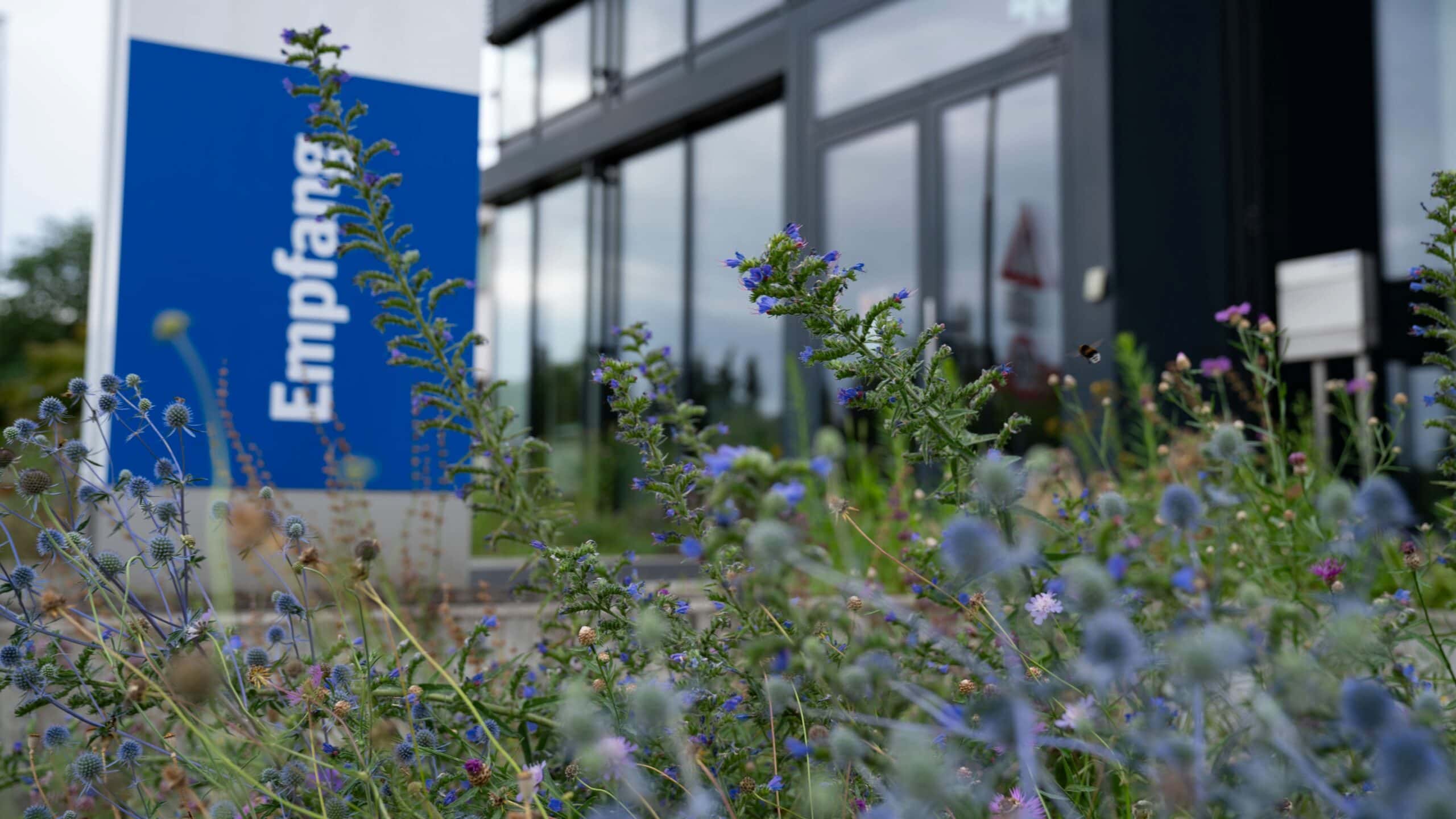 Blumenwiese am Sport-thieme Gebäude