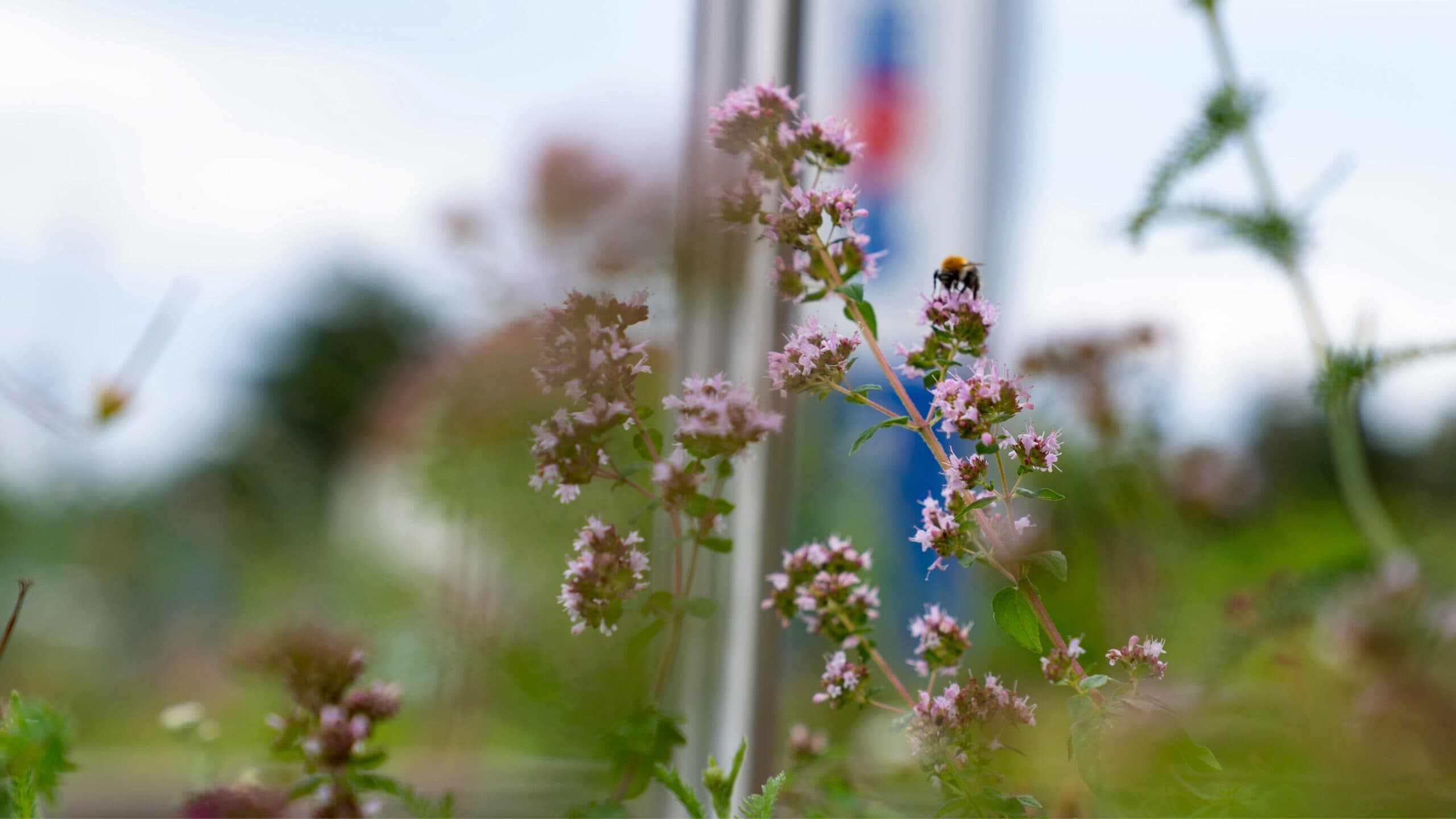 Bienen finden Futter bei Sport-Thieme
