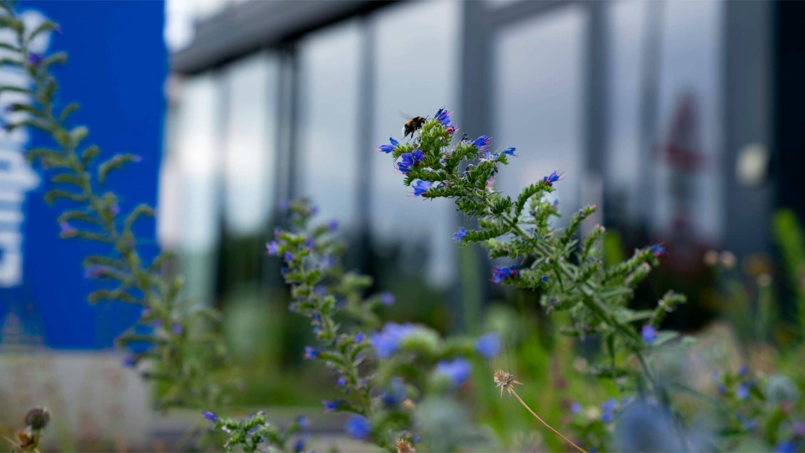 Azubiprojekt Biodiversität bei Sport-Thieme